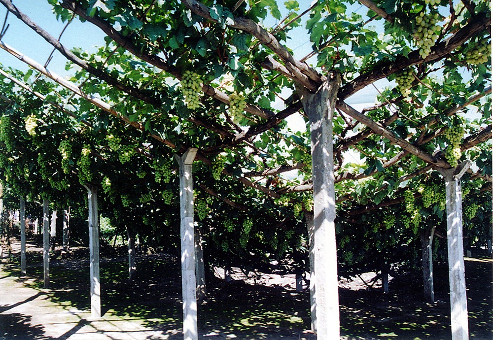 摄影：宣化葡萄研究所。时间：2008-2010年。地点：葡萄种植基地。内容：漏斗型葡萄架（3）.jpg