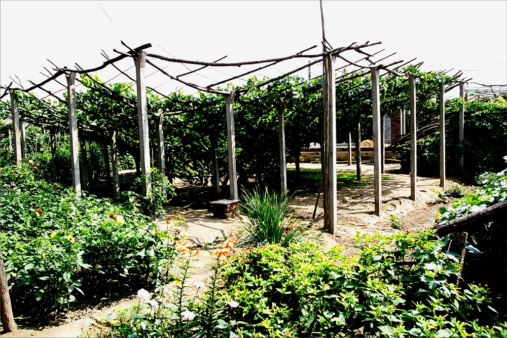 摄影：宣化葡萄研究所。时间：2008-2010年。地点：葡萄种植基地。内容：漏斗型葡萄架（4）.jpg