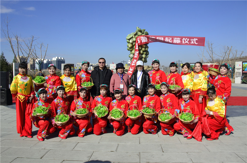中国宣化传统城市葡萄园起藤仪式